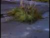 dvd_00054_small.jpg